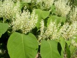 00_polygonum_sachalinense_160524