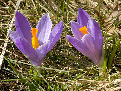 Крокус весенний (Crocus vernus)