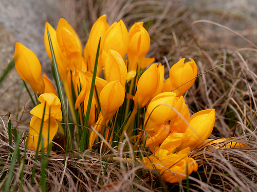 Крокус желтый (Crocus flavus)