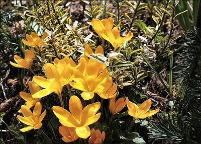 Крокус анкарский (Crocus ancyrensis)