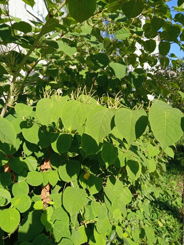04_polygonum_sachalinense_160524