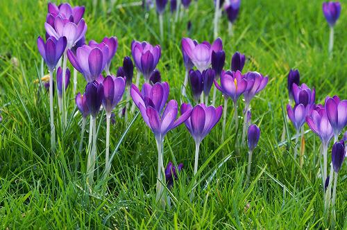 Крокус Томмазини (Crocus tommasinianus)