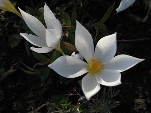 Крокус прекрасный (Crocus speciosus Bieb)