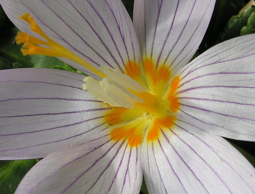 Крокус Кочи (Crocus kotschyanus)