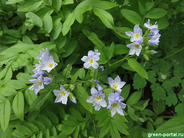 Синюха