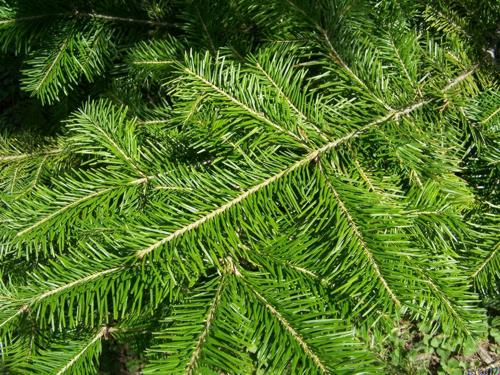Пихта сибирская (Abies sibirica)