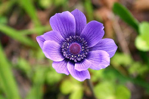 Ветреница (Anemone)