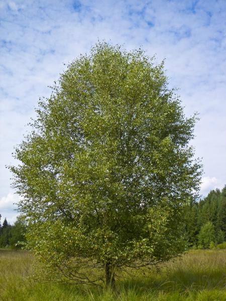 Береза пушистая (Betula pubescens Ehrh)