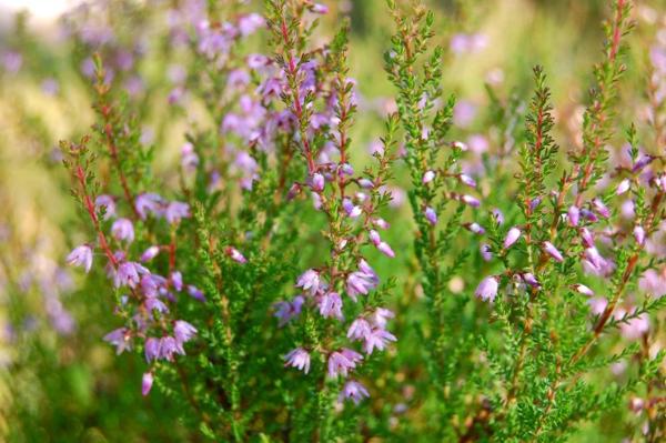 Вереск (Calluna)