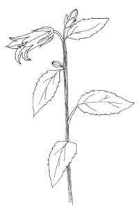 Колокольчик широколистный (Campanula latifolia)