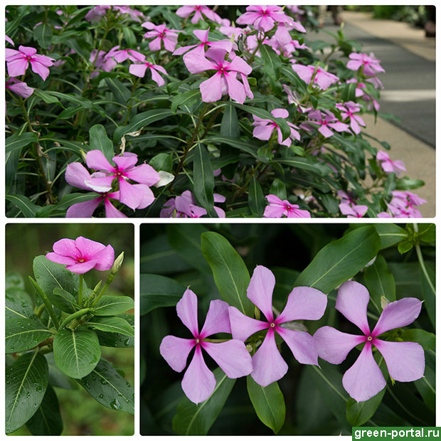 Барвинок розовый (Catharanthus roseus)