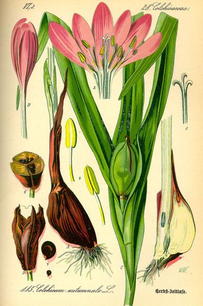 Безвременник осенний (Colchicum Autumnale). Иллюстрация