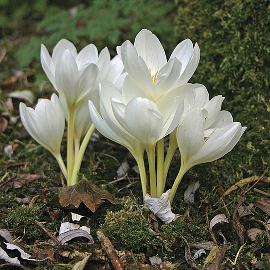 Безвременник (Colchicum) - Ландшафтный дизайн своими руками