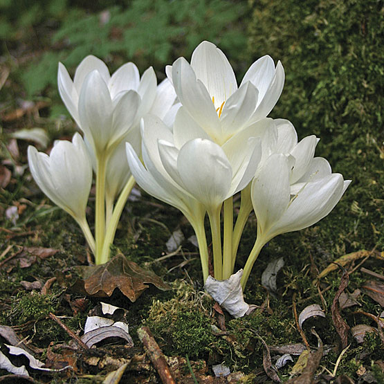 Безвременник великолепный (Colchicum speciosum)