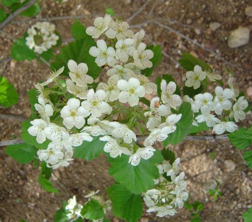 Боярышник мягкий (Crataegus mollis)