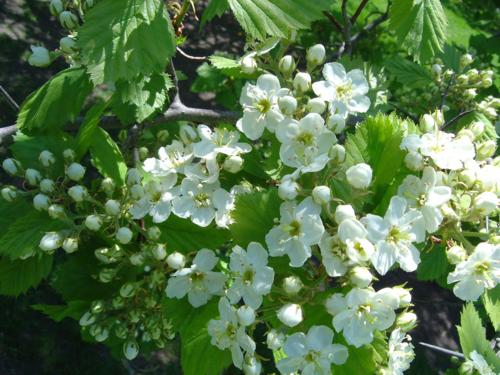 Боярышник полумягкий, или мягковатый (Crataegus submollis)