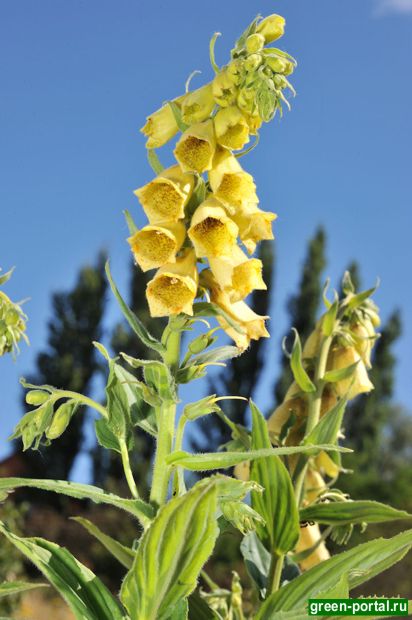 Наперстянка крупноцветковая (Digitalis grandiflora)