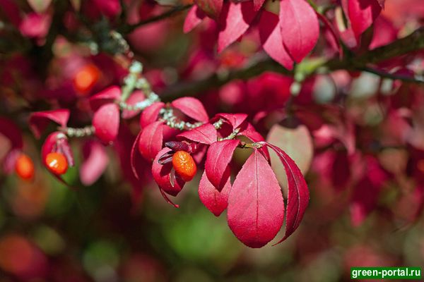 Бересклет священный, крылатый (Euonymus sacrosanctus)