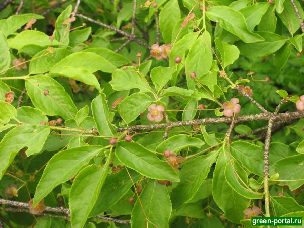 Бересклет бородавчатый (Euonymus verrucosus)