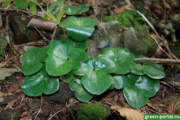 Листья печеночницы наибольшей (Hepatica maxima)