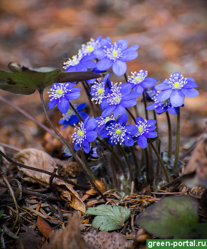 Печеночница благородная (Hepatica nobilis)