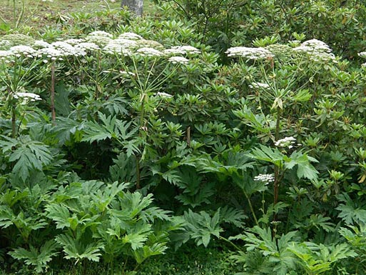 Борщевик сибирский (Heracleum sibiricum)