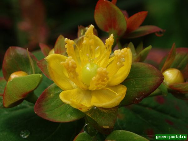 Зверобой красильный (Hypericum androsaemum)