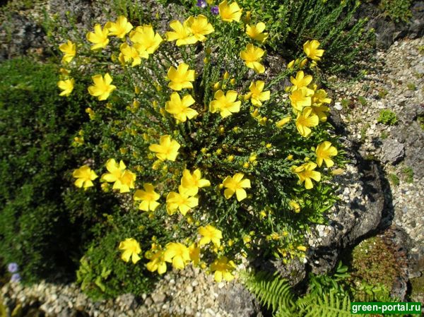 Зверобой олимпийский (Hypericum olympicum)