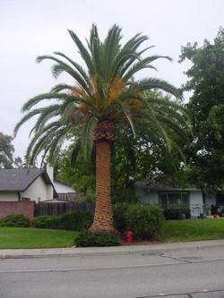 Финик канарский (Phoenix canariensis)