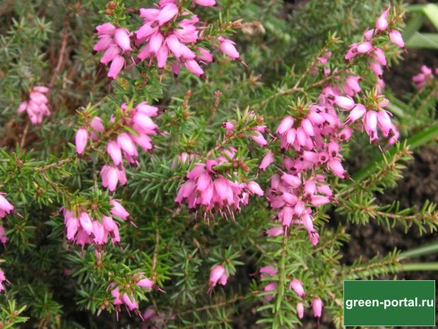 Вереск обыкновенный (Calluna vulgaris)