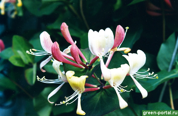 Жимолость каприфоль (Lonicera caprifolium) Жимолость каприфоль (Lonicera caprifolium)