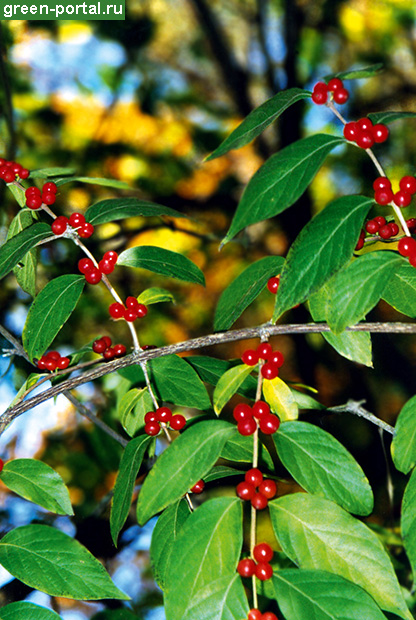Жимолость Маака (Lonicera Maackii) Жимолость Маака (Lonicera Maackii)