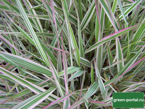 Двукисточник тростниковый (Phalaris arundinacea «Picta»)