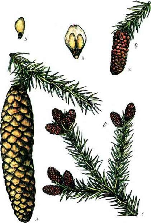 Ель обыкновенная, или европейская (Picea abies). Иллюстрация Ель обыкновенная, или европейская (Picea abies). Иллюстрация