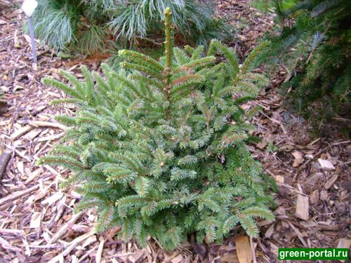 Ель Глена (Picea glehnii)