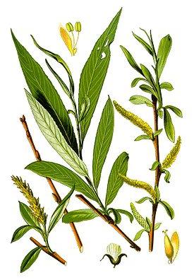Ива белая (Salix Alba)