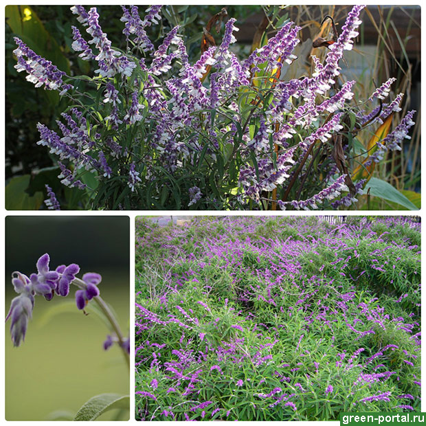 Шалфей бархатный (Salvia leucantha)