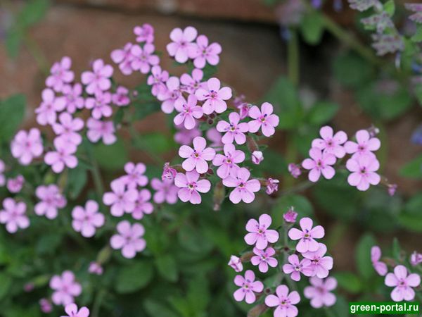 Мыльнянка базиликолистная (Saponaria ocymoides)
