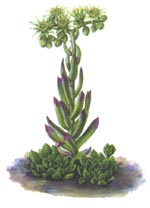 Молодило русское (Sempervivum ruthenicum)