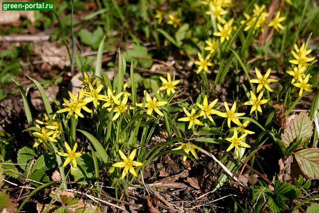 Гусиный лук желтый, или лесной (Gagea lutea)