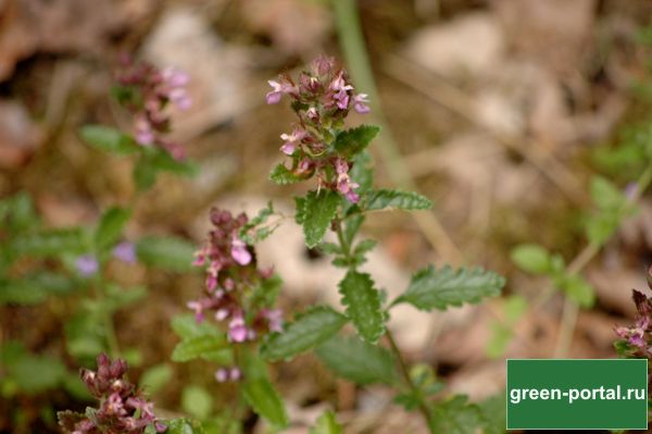 Дубровник обыкновенный (Teucrium chamaedrys)