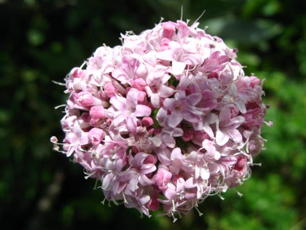 Валериана (Valeriana)