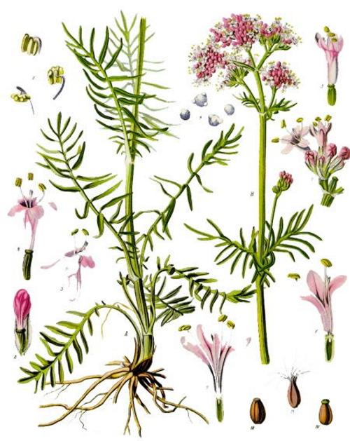 Валериана (Valeriana). Иллюстрация