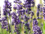00_lavandula_angustifolia