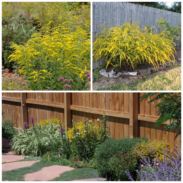01_solidago_na_dache