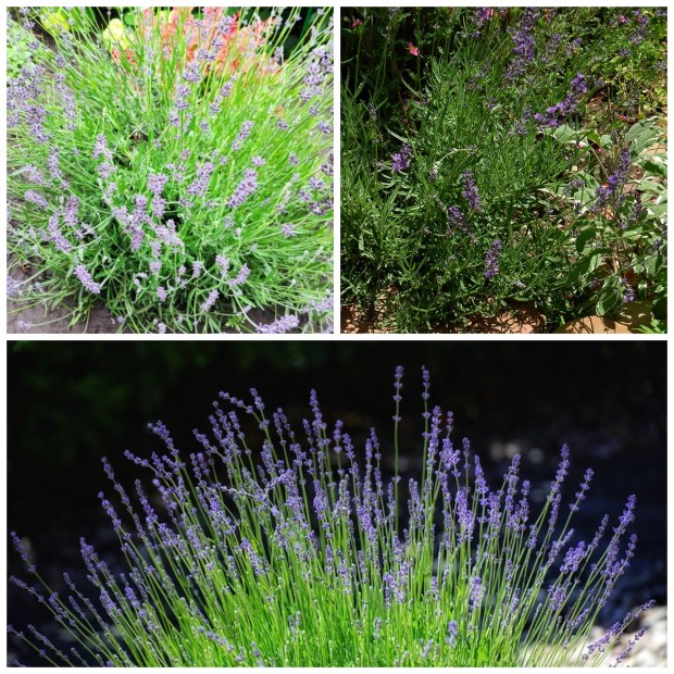 02_lavandula_angustifolia (1)