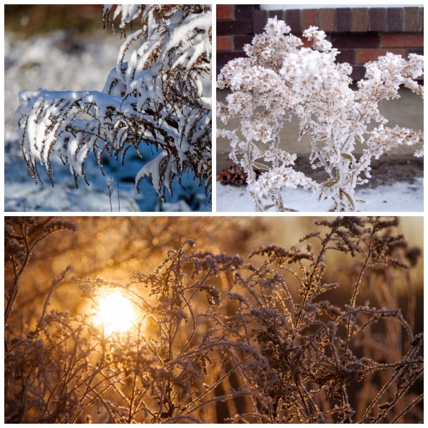 02_solidago_zimoj