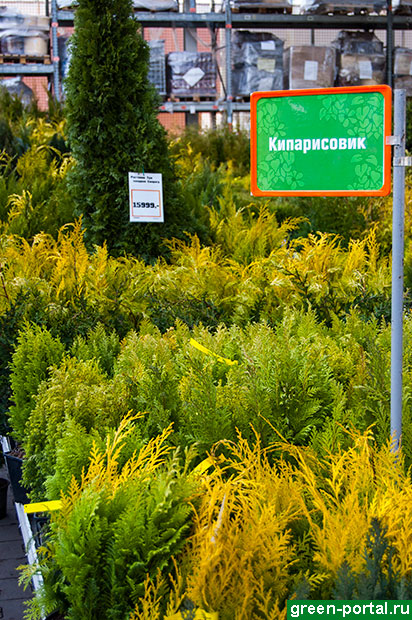 Кипарисовик в продаже