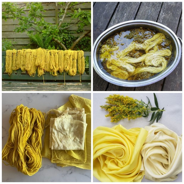 03_kraska_iz_solidago