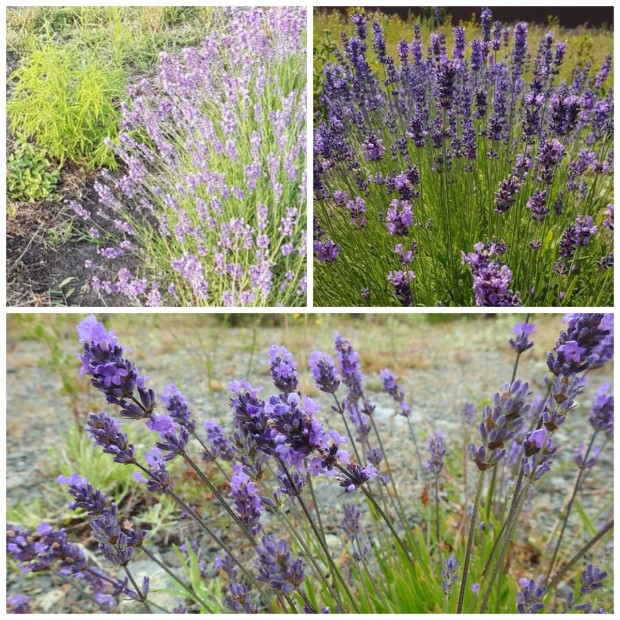 03_lavandula_angustifolia (1)